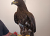 Steppe eagle