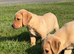 Labrador puppies