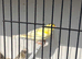 Canary 2 cocks