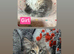 TICA Maine Coon Kittens Ready SOON!