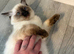 Ragdoll to be rehomed