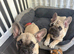 French Bulldog Boy and Girl