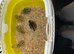 5 coturnix quail chicks