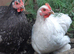 Bantam chickens/ hens