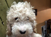1 white and Maple Cockapoo pups