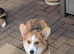 Two lovely health tested Pembrokeshire corgi girls