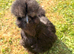 Black bearded silkie FREE