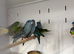 Various Stunning Baby Lineolated Parakeets