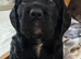 Kc registered Cocker spaniel puppies