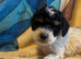 Cockapoo puppies