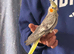 2 Bonded 5 Month Old Semi Tame Cockatiels