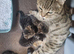 Bengal x kittens