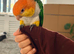 Hand tamed caique parrot