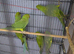 Ringneck Green
