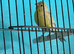 Young canaries