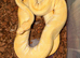 Urgent female Phantom YB Enchi Albino royal ball python