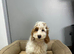 Rain handsome lemon roan boys ready for loving family