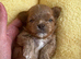True Teacup Asian Maltipoo Puppies DNA Clear