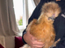 4 silkies