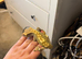 Proven Female Olive Harlequin Partial Pinstripe Crested Gecko - Frogbutt