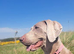 Labmaraner pups for sale