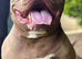 Pocket Bully available for stud