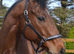 Handsome chap