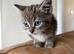 Small Fluffy Female Kitten Tabby
