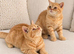Red British shorthair kittens available now