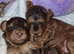 Beautiful cockerpoos