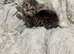 Bean the British Shorhair x Siberian