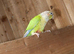 Conures