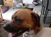 Dog to a good home free