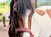 Sports horse x cob