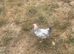 Brilliant 3 month old cockerel for sale