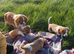 Beautiful Boys - Pure Cavalier King Charles!