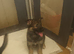 Wolfdogx husky hybrid x german shepherd