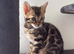 Beautiful Bengal Kittens Looking for Their Forever Homes.
