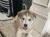 Siberian Husky Puppies