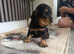 Cocker Spaniel puppies