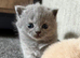 British shorthair kittens.
