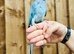 Blue ringneck