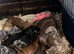 Miniature dachshund x Jack Russell