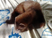 Baby ferrets polecats