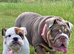 English bulldog