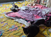 Maincoon x Siamese Babies Ready 4 4eva loving Homes now