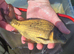 Carp fish
