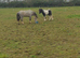 2 ponies for sale 1 Welsh secA, 1 cob x Shetland