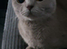 Beautiful Full British Shorthair Lilac Queen 2 Years