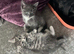 British shorthair cross kittens